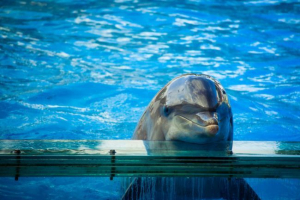 Delfin afalina